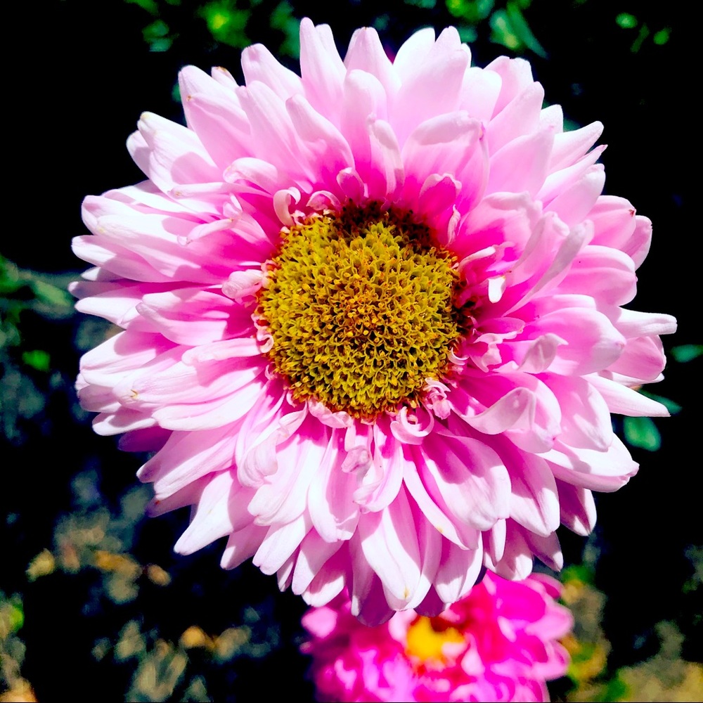 Meet your Posher, Leela